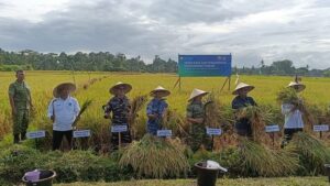DESA TAMAN ABIANSEMAL PANEN RAYA, MENDUKUNG SWASEMBADA PANGAN.