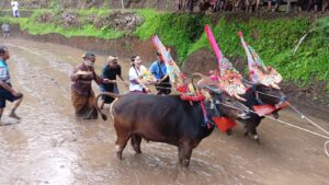 Upacara Pegat Sot dengan Tradisi Agraris Sampi Gerumbungan  Di Desa Pedawa.