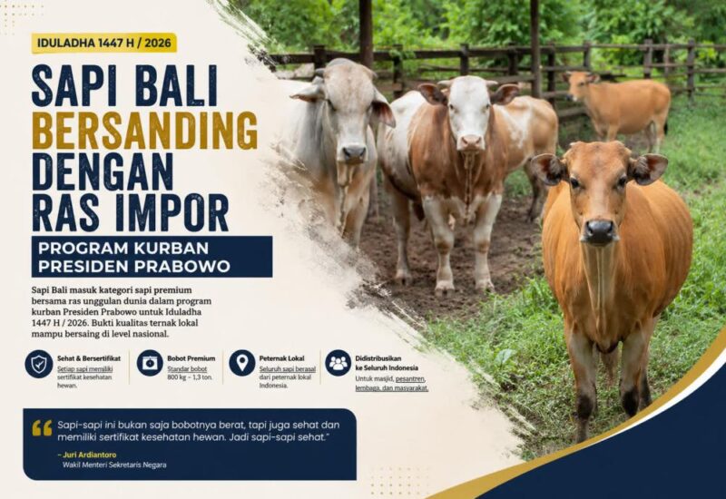Sapi Bali Bersanding dengan Ras Impor dalam Program Kurban Presiden Prabowo