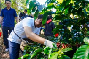 Bupati Dan Wabup Badung Genjot Potensi Kopi Di Agro Techno Park, Petang