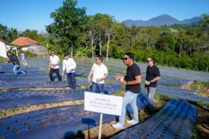 DPRD Kabupaten Badung Hadiri Panen Kopi dan Penanaman Demplot Bawang di Badung Agro Techno Park.