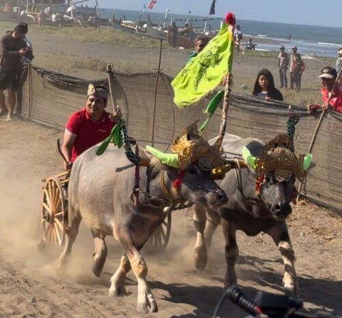Jadi Joki Mekepung, Kembang- Ipat Jajal Keseruan Festival Mekepung 2026