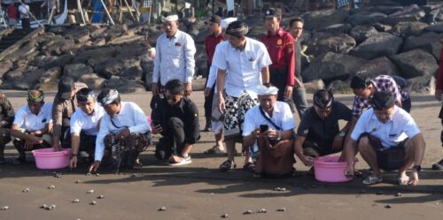 Peringati Hari Tumpek Kandang, Ratusan Tukik Dilepas ke Alam Liar