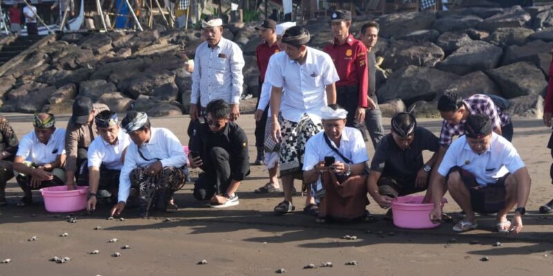 Peringati Hari Tumpek Kandang, Ratusan Tukik Dilepas ke Alam Liar