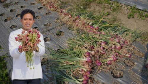 Genjot Produksi Bawang Merah 174 Ton, Diperpa Badung Bidik 12 Hektar Lahan